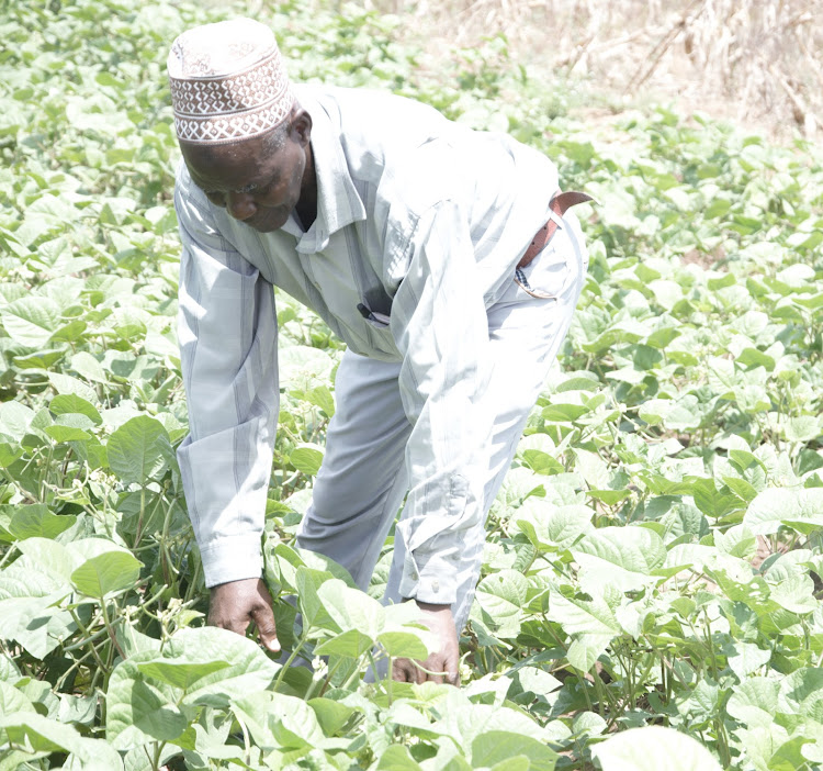 Farmer Adhan Umuru checks water melon fruits at Hola Irrigation Scheme in Tana River County.