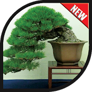 Bonsai Tree Design Ideas  Icon