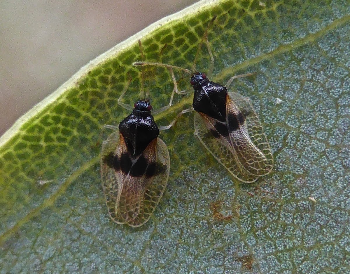 Avocado Lace Bug