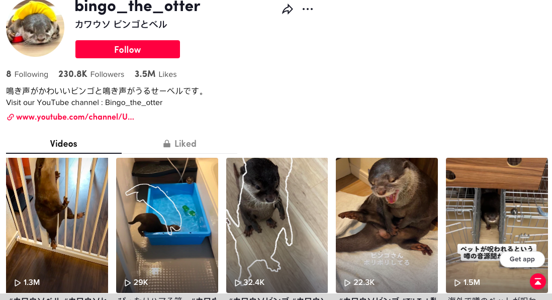 Pet Influencers on TikTok