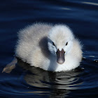 Mute Swan (Cygnets and Parents)