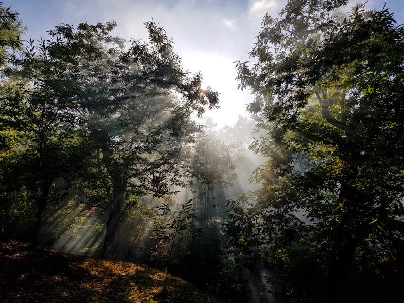 Tra gli alberi di ytse_jam