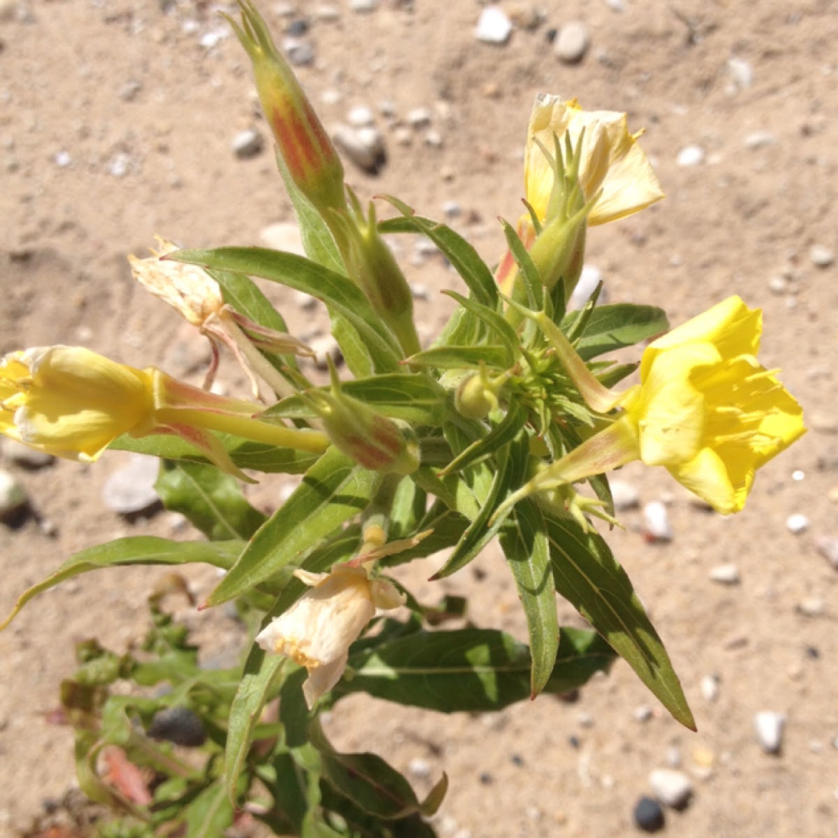 Common Evening Primrose