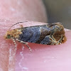 Tortricid Moth