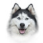 Husky HD Wallpapers Dogs And Puppies Theme