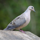 Mourning Dove