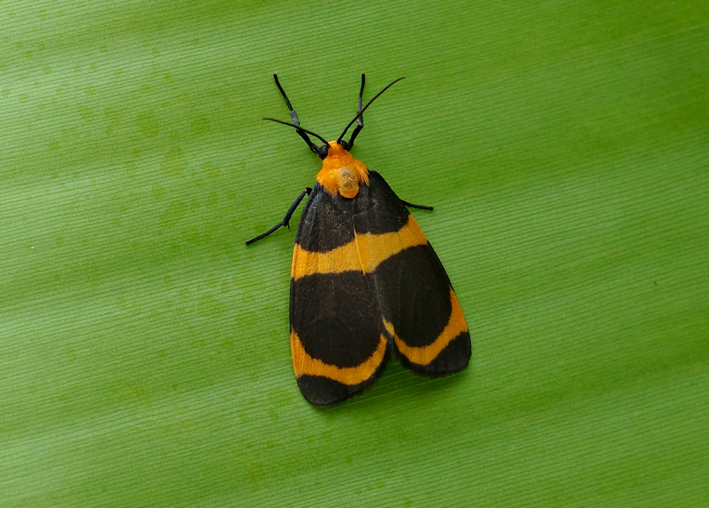 Lichen Moth