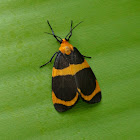 Lichen Moth