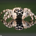 Gray Wall Jumping Spider