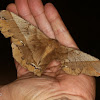 Giant silk moth