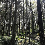 台灣農林熊空茶園