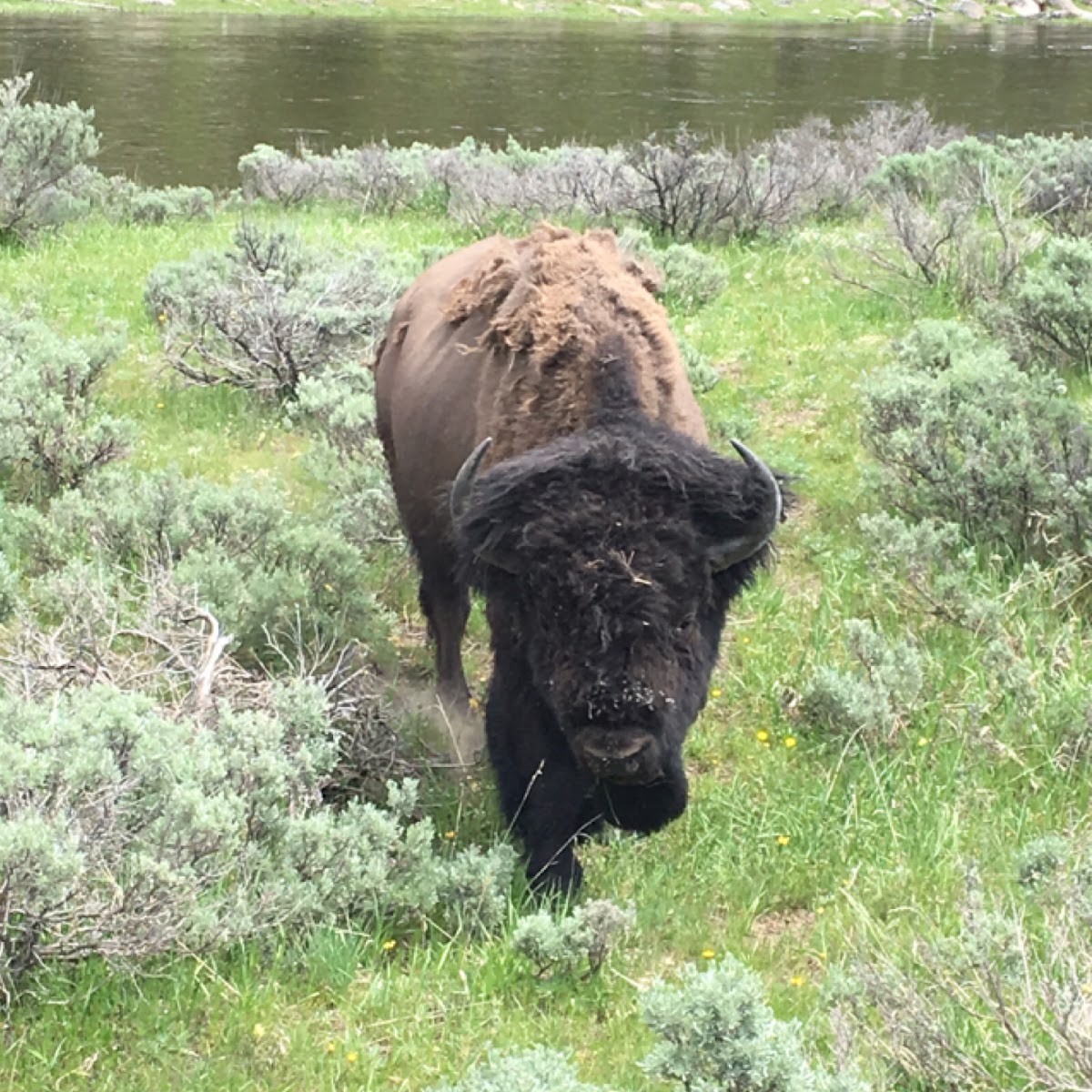 American Bison