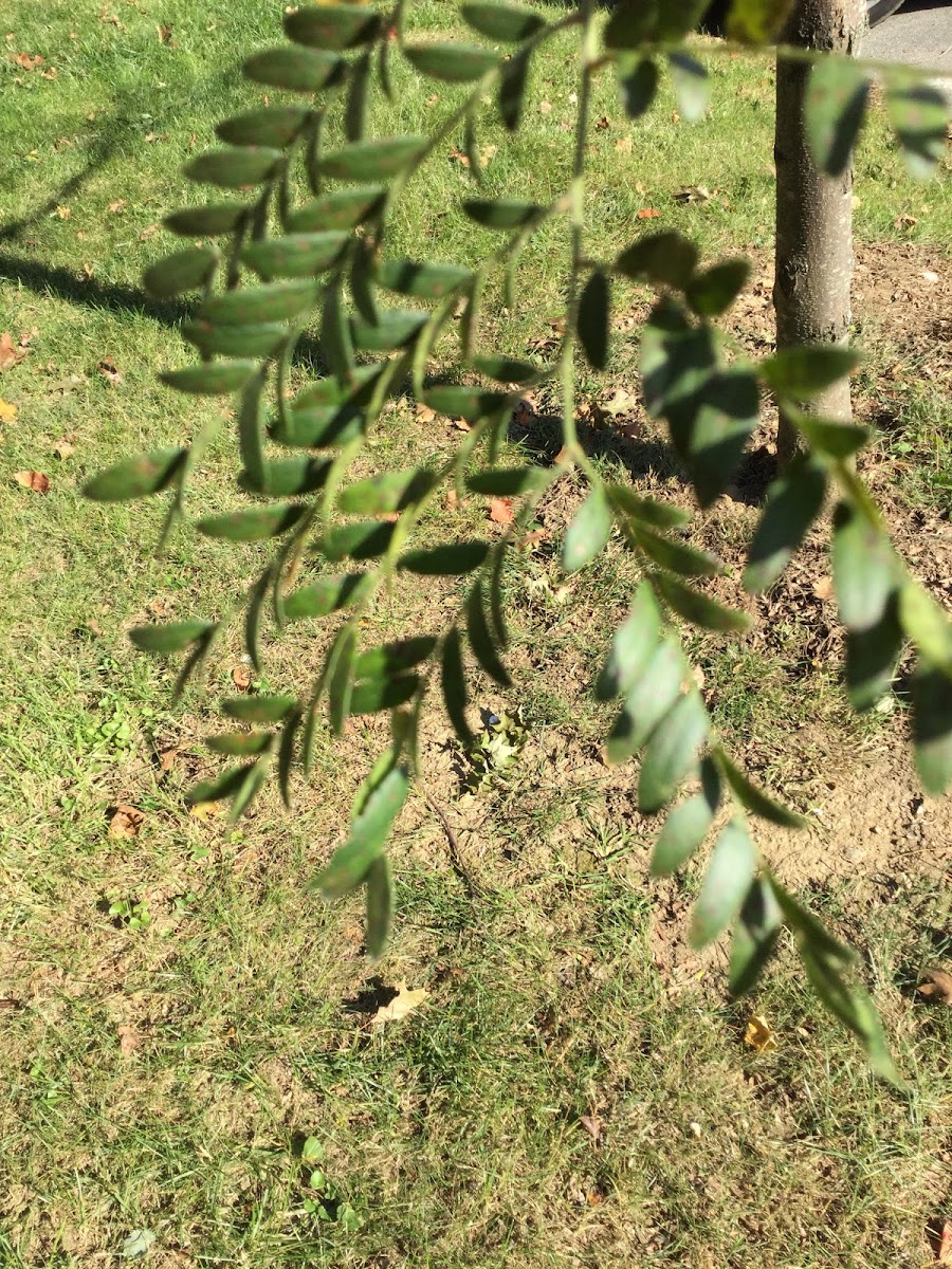 Honey locust