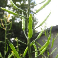 牛蕃茄景觀餐廳