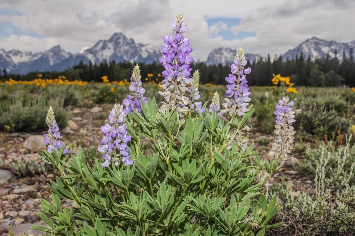 Silvery Lupine