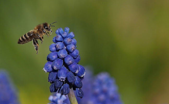 In volo sui muscari di Ennebi