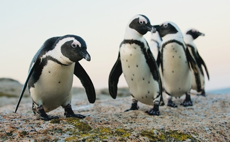 File photo of African Penguins. The endangered birds have fallen victim to avian flu in the Western Cape.