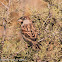 House Sparrow; Gorrión Común