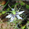 Love In A Mist