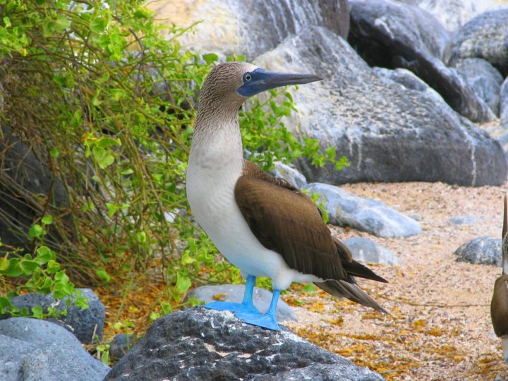 BLUE FEET di flavia scisciot