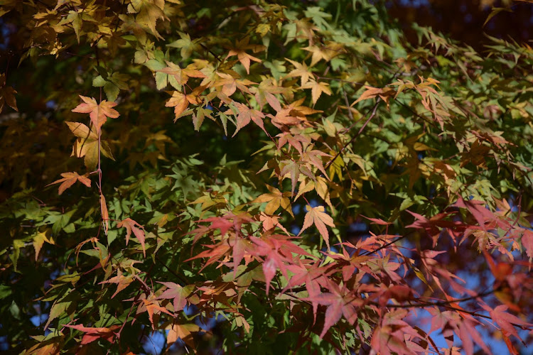 スカイラインの11月もよろしくお願いします・写活の秋・紅葉・ドライブ・ヨーロピアンミーティングに関するカスタム事例の投稿画像6枚目