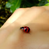 transverse ladybird