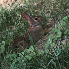 Eastern cottontail