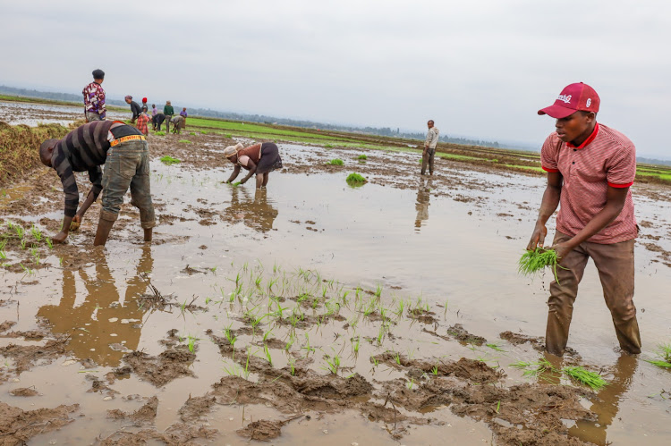 Farmers planting rice in their farms in Mwea,Kirinyaga