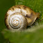 Unknown Snail