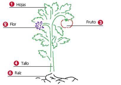 Resultado de imagen para las partes de la planta para colorear