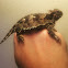 Coast Horned Lizard