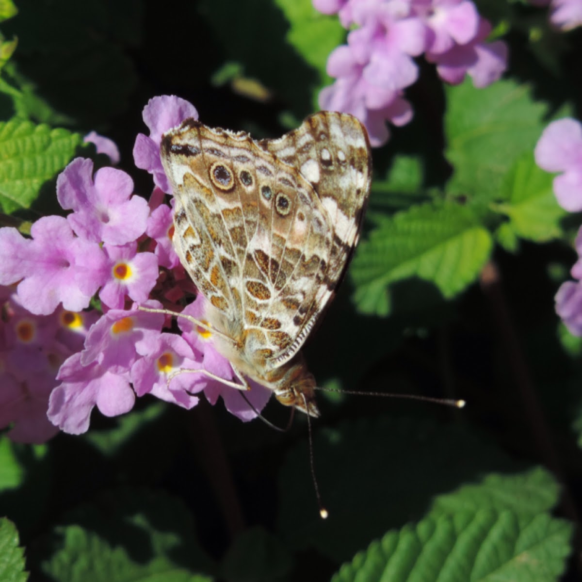 Painted Lady