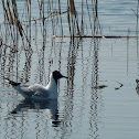 Black-headed gull