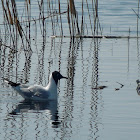 Black-headed gull