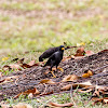 Javan Myna