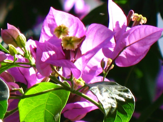 Fucsia di negroclaudia