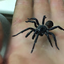 Trap door Spider