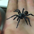 Trap door Spider