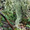 Methuselah's Beard Lichen