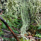 Methuselah's Beard Lichen