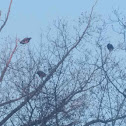 Turkey Vulture