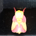 Rosy Maple Moth