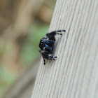 Bold jumping spider