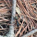 Carpenter Ants