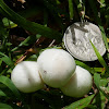 Limacella sp. mushrooms