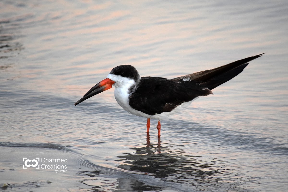 Black Skimmer