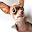 Chihuahua Dogs Wallpapers HD New Tab