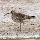 Whimbrel