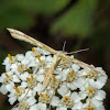 Plume moth