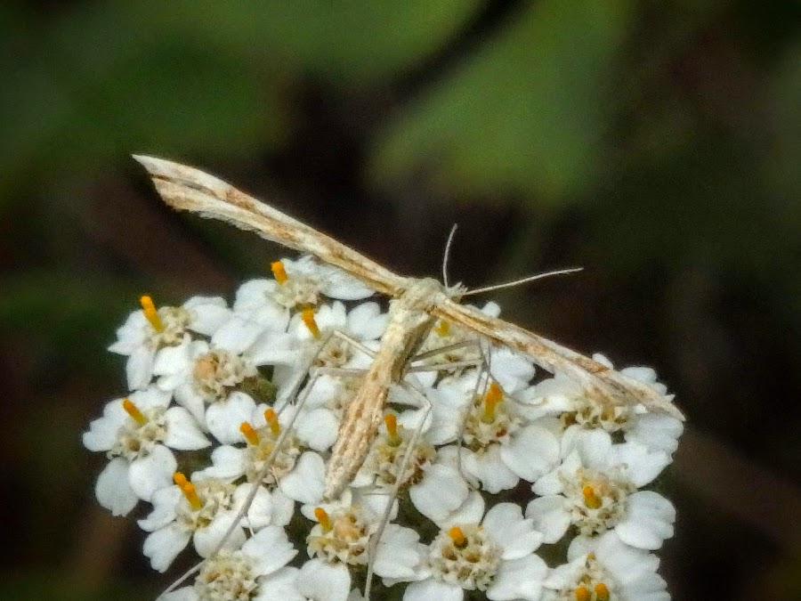 Plume moth